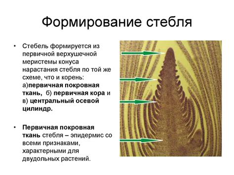 Скручивание и формирование стебля