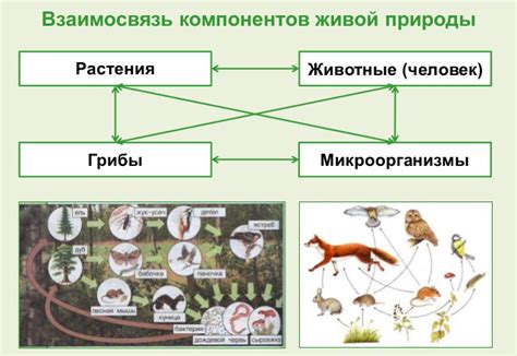 Следы природы: появление растений и животных