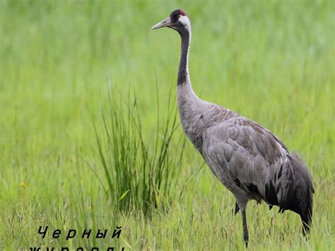 Смелость Журавля в испытаниях