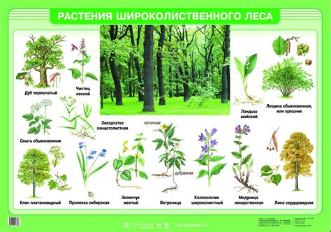 Смешанные и широколиственные леса: основные характеристики