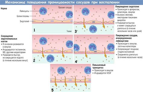 Снижение воспаления и сопутствующие эффекты