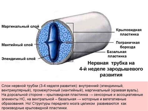 Снижение риска дефектов нервной трубки у плода