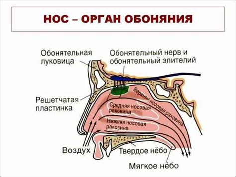 Совершенствование органов обоняния