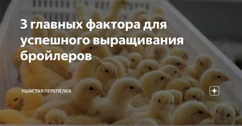 Советы для успешного выращивания бройлеров