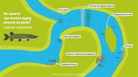 Советы по выбору рыбы для фрикаделек