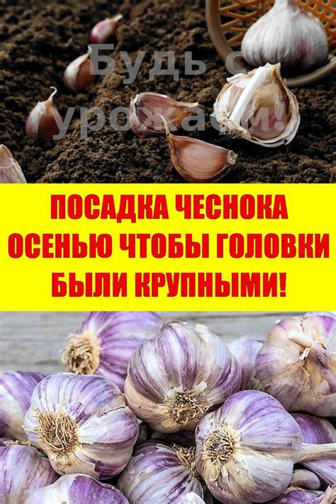 Советы по добавлению чеснока