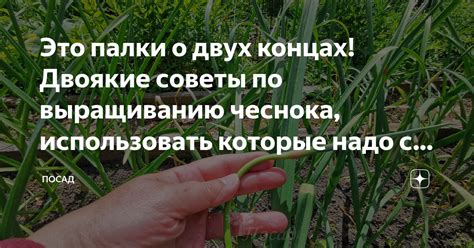 Советы по использованию замороженного чеснока