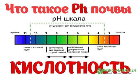 Советы по поддержанию оптимального pH почвы