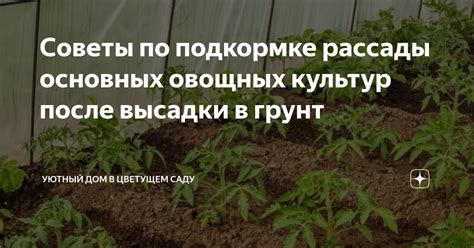 Советы по посеву рассады в январе и феврале