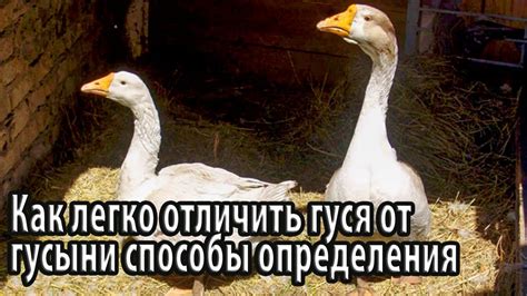 Советы по хранению остатков гуся