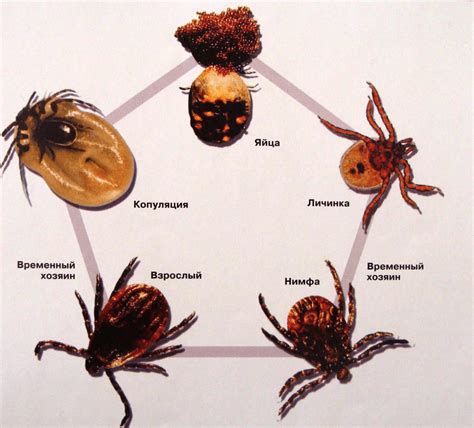 Содержание клещей в участках и их контроль