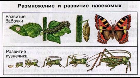 Соединение гармошек в гусеницу