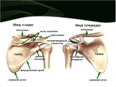 Соединение ключицы и лопатки