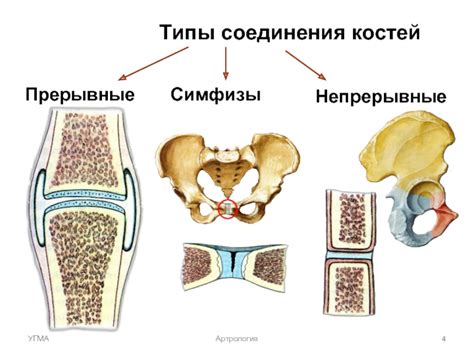 Соединение костей