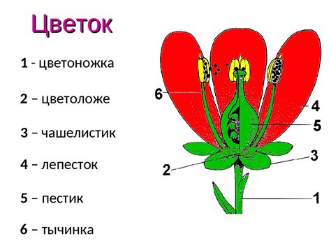 Соединение лепестков и основы цветка