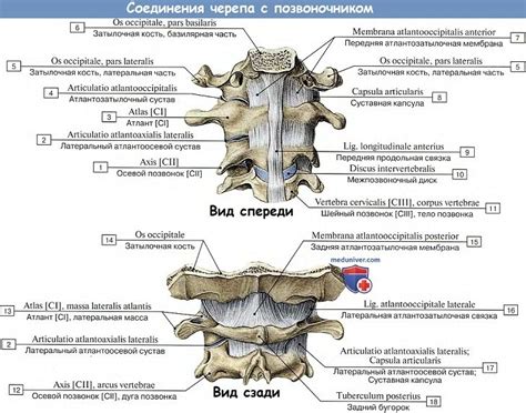 Соединения крестца с другими отделами позвоночника