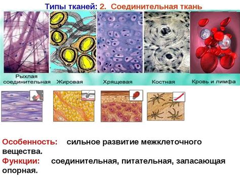 Соединительные ткани позвонка