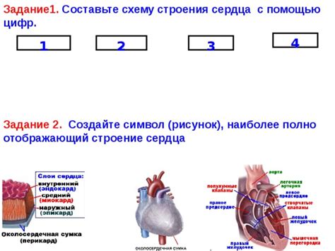 Создайте основу сердца с помощью двух арок