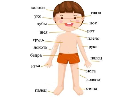 Создайте пропорциональные части тела, головы и ушей зайки