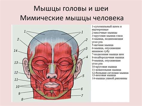 Создание головы и шеи