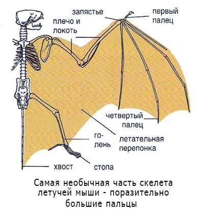 Создание каркаса крыльев летучей мыши