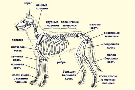 Создание контура тела собаки