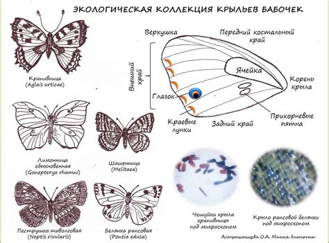 Создание крыльев бабочки