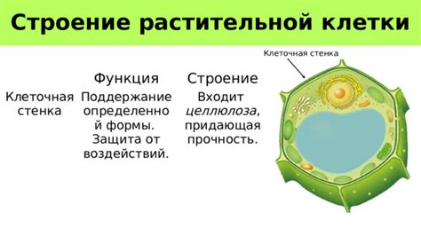 Создание определенной формы клетки