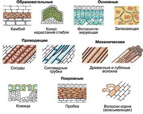 Создание основной ткани неба