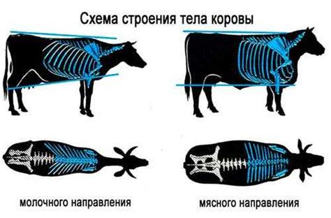 Создание основной формы тела коровы