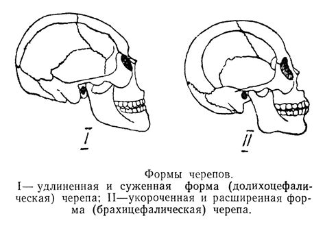 Создание основной формы черепа