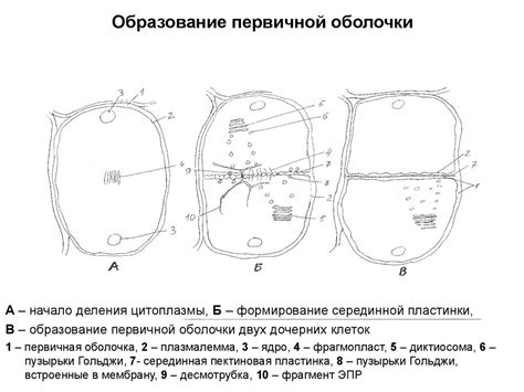 Создание первичной оболочки