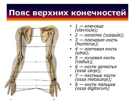 Создание передних конечностей