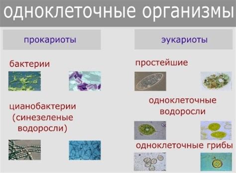 Создание популяции одноклеточных организмов