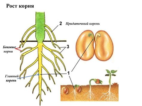 Создание стебля и лепестков