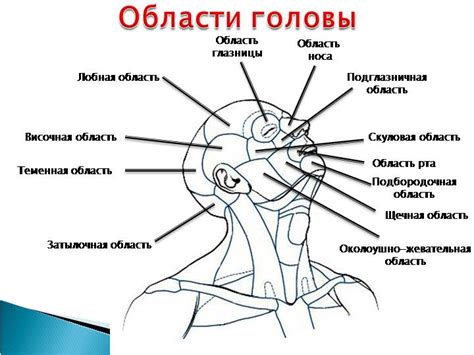 Создание тела: связывание головы и корпуса