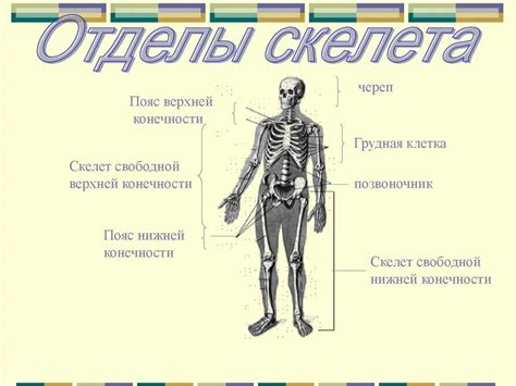 Создание тела и конечностей