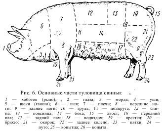 Создание тела свиньи