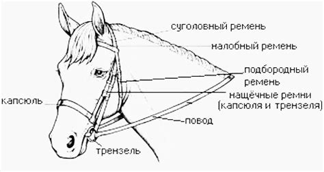 Создание уздечки для коня