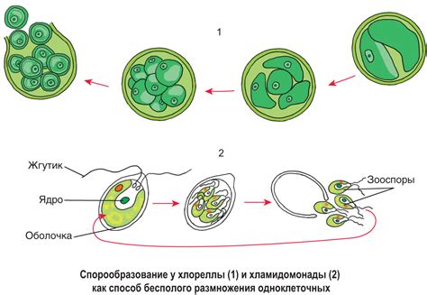 Создание условий для успешного размножения