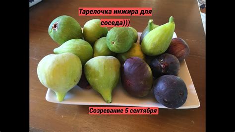 Созревание и сбор спелых плодов