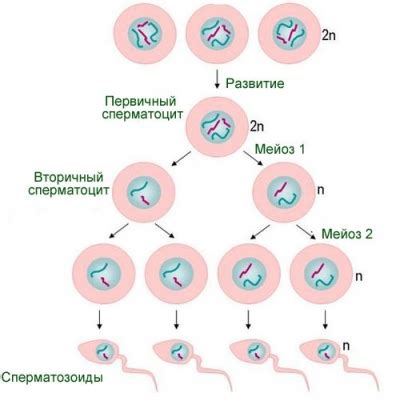 Созревание через хвостик