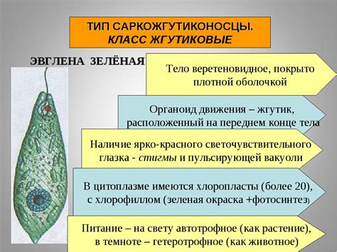 Сократительная вакуоль у эвглены зеленой: механизм и функции