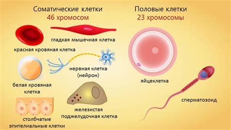 Соматические клетки: роль и функции