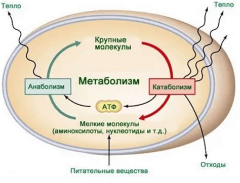 Сопровождающие процессы при утреннем росте организма