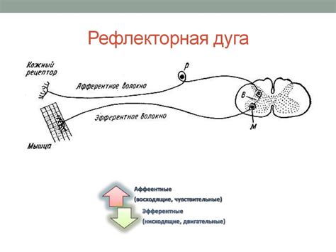 Составные части