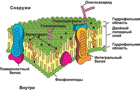 Состав и структура мембраны