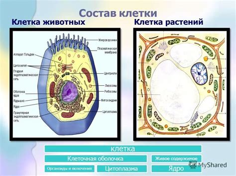 Состав клетки 9 класс: понятие и значение