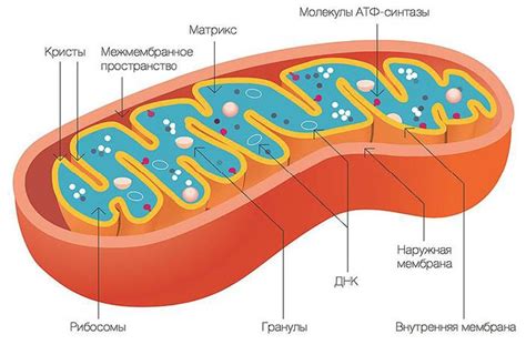 Состав матрикса митохондрий