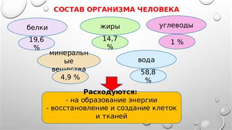 Состав организма человека включает в себя белки и жиры